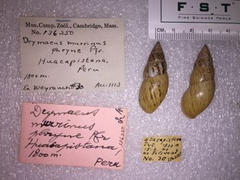 Media type: image; Malacology 136250 Description: 136250_Drymaeus_murrinus_phryme image;